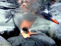 Gentoo Penguin