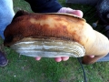Geoduck Clam