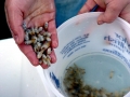 Geoduck Clam