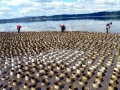 Geoduck Clam