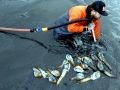 Geoduck Clam