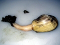 Geoduck Clam