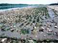 Geoduck Clam