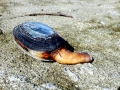 Geoduck Clam