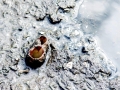 Geoduck Clam
