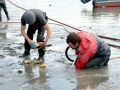 Geoduck Clam