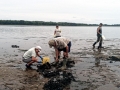 Geoduck Clam