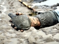 Geoduck Clam