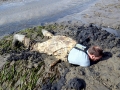 Geoduck Clam