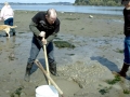Geoduck Clam