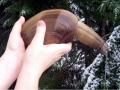 Geoduck Clam