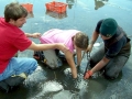 Geoduck Clam