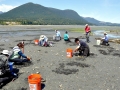 Geoduck Clam
