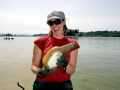 Geoduck Clam
