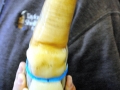 Geoduck Clam
