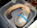 Geoduck Clam