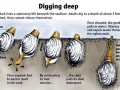 Geoduck Clam