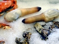 Geoduck Clam