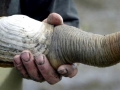 Geoduck Clam