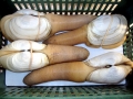 Geoduck Clam