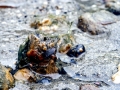 Geoduck Clam