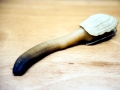 Geoduck Clam