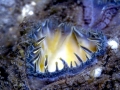 Geoduck Clam