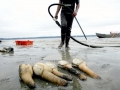 Geoduck Clam