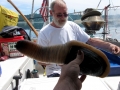 Geoduck Clam