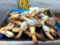 Geoduck Clam