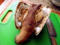 Geoduck Clam