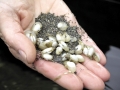 Geoduck Clam