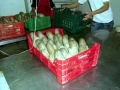 Geoduck Clam