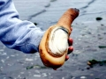 Geoduck Clam