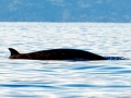 Gervais' Beaked Whale