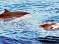Gervais' Beaked Whale