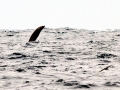 Gervais' Beaked Whale