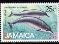 Gervais' Beaked Whale