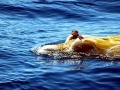 Gervais' Beaked Whale