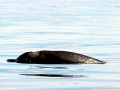 Gervais' Beaked Whale