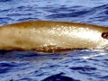 Gervais' Beaked Whale