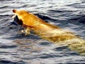 Gervais' Beaked Whale