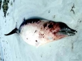 Gervais' Beaked Whale