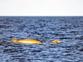 Gervais' Beaked Whale