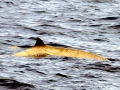Gervais' Beaked Whale