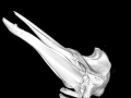 Gervais' Beaked Whale