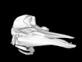 Gervais' Beaked Whale