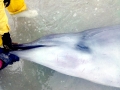 Gervais' Beaked Whale