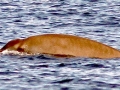 Gervais' Beaked Whale