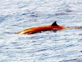 Gervais' Beaked Whale